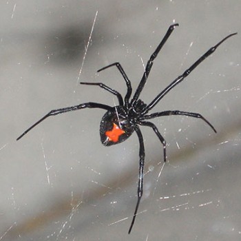 Spider for concealed delight