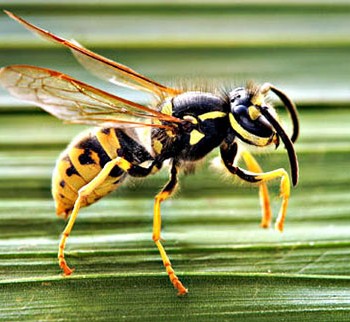 Wasp for concealed delight