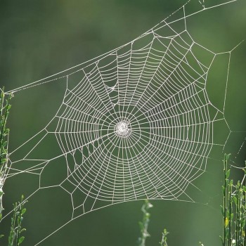 Web for concealed delight
