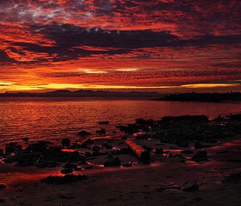 Sky for Chihuahuapocalypse