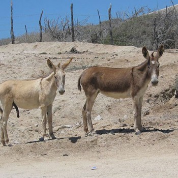 Donkeys on the East Cape of Los Cabos, Mexico