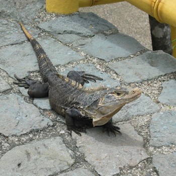 Large iguana in Costa Rica