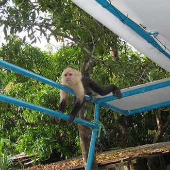 White-headed Capuchin Monkey in Costa Rica