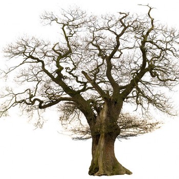 Tree on cover of The Mystery of the Hidden Jewels