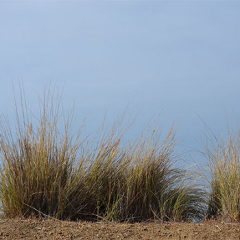 Weeds used for Mystery of Hidden Jewels artwork