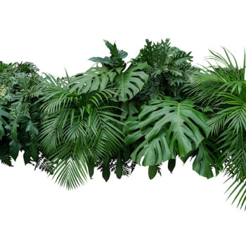 Foliage picture used in Photoshop composite