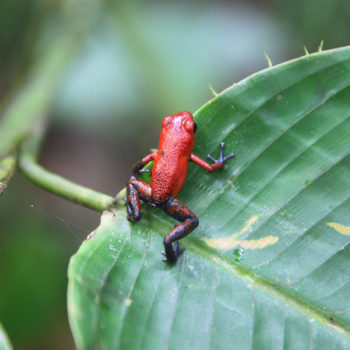 Frog picture used in Photoshop composite