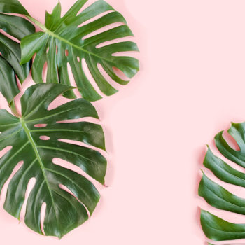 Fronds picture used in Photoshop composite