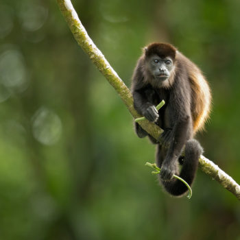 Monkey picture used in Photoshop composite